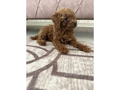 Orjinal ırk garantili toy poodle