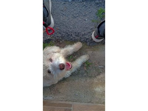 7 aylık maltipoo aşıları tam çipi var temel eğitimi var