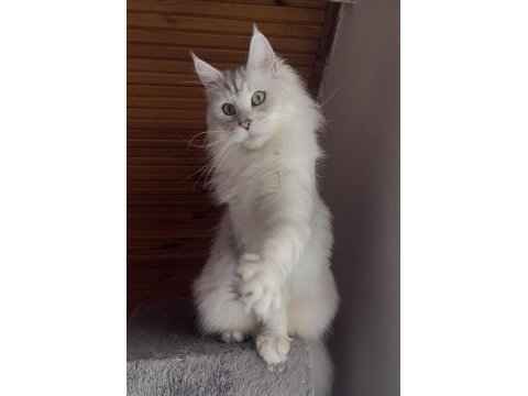 Üst kalite maine coon yavrular
