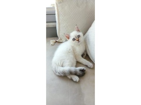 Blue point british shorthair yavrularımız yuva arıyor