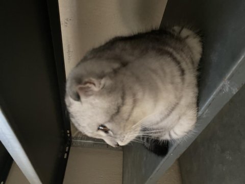 Yavru scottish fold