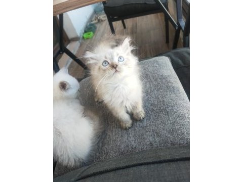 British longhair kedisi