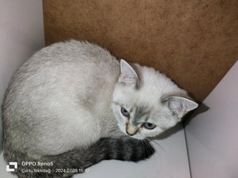 Safkan orijinal british shorthair yavrular