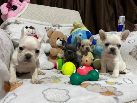 French bulldog yavrularımız yeni ailesi olmak ister misin