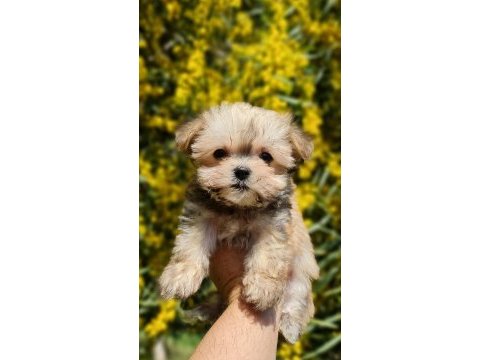 Sevimli teacup morkie yavrularımız