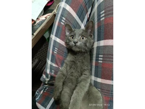 2.5 aylık erkek russian blue