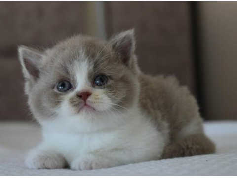 Muhteşem safkan british shorthair