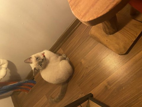 1,5 yaşında british shorthair