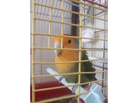 1.5 yaş sevda papağanı erkek