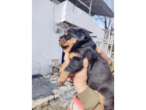 Irk garantili rottweiler yavrumuz