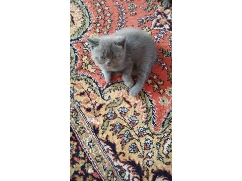 Elimizde 4 tane 2 siyah, 2gri saf kan kedileri mız var