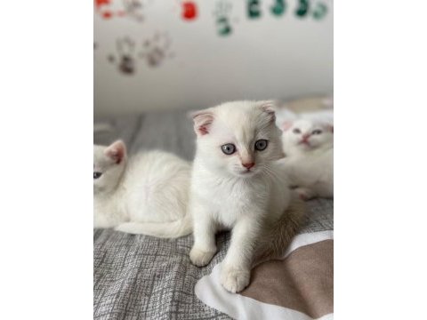 Yeni doğan yavrularımız yuvasını arıyor scottish fold
