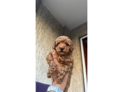 Toy boyutunda poodle bebekler