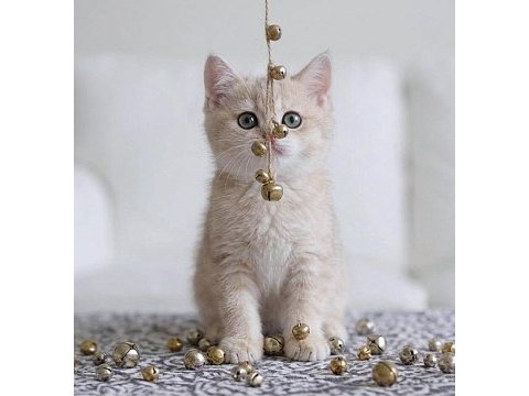 Lila golden british shorthair