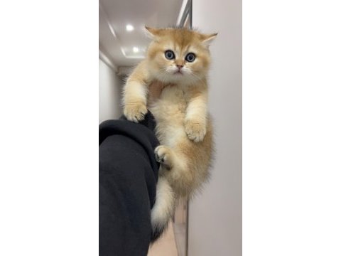 British shorthair ny11 golden dişi erkek