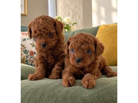 Orjinal toy poodle kendi ev üretimi yavrularımız