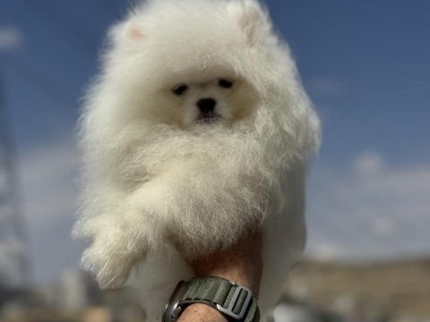 Petmode köpek çiftliğinde ziyarete açık pomeranin