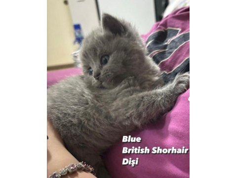 Safkan british shorthair 2 aylık yavrular