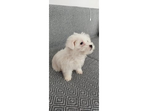 3 aylık terrier