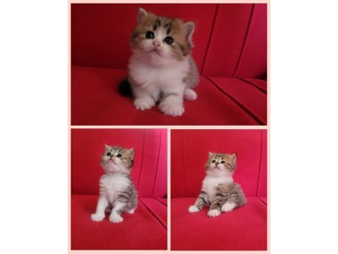 1 aylık british longhair