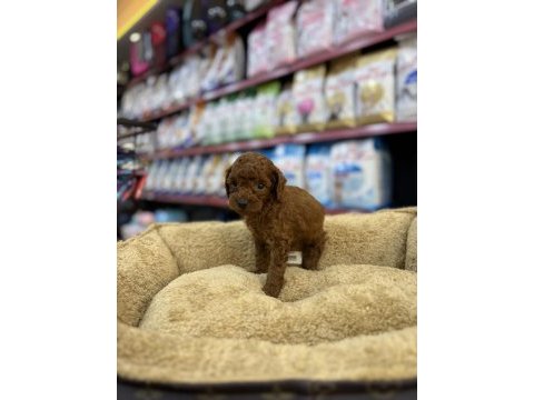 Teacup erkek poodle yavru köpeğimiz