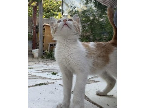 2,5 aylık erkek sarman çok sıcakkanlı