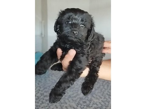 Siyah lekesiz toy poodle yavrularımız