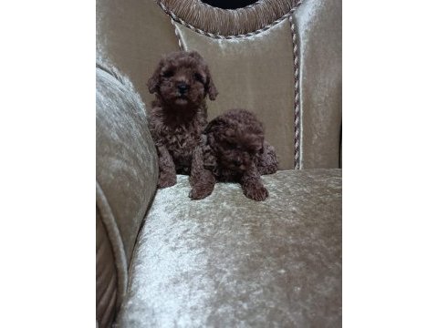 Red poodle yavruları