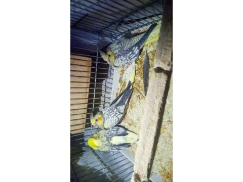 3 tane yavru sultan papağanı sahiplendirme 3 aylık
