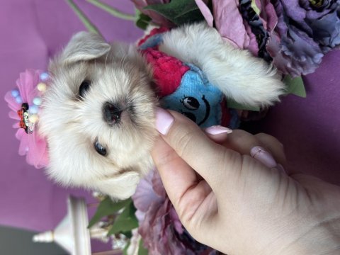 Safkan büyümeyen kore poodle bebekleri