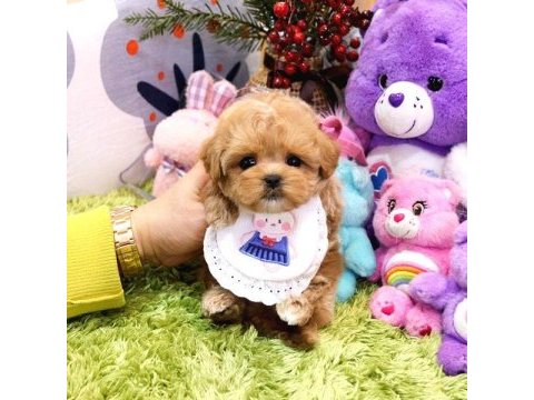 Show düzey toy poodle yavruları