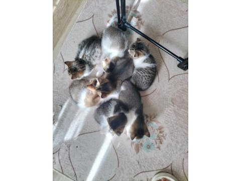 Minik yavru kedilerimize sıcak bir yuva arıyoruz