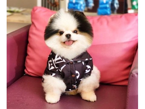 Efsane erkek pomeranian türkiyede tek!
