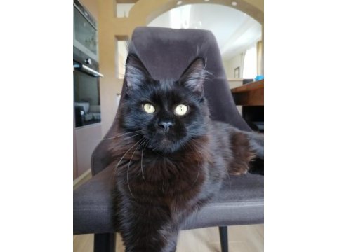 Siyah rengi dişi maine coon