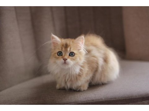 British longhair açıklamayı okuyun 2