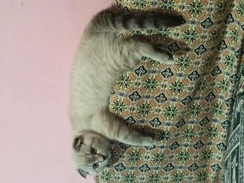 Scottish fold 4 aylık