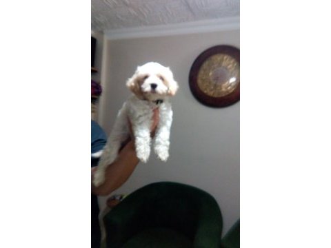 Orjinal maltese terrier