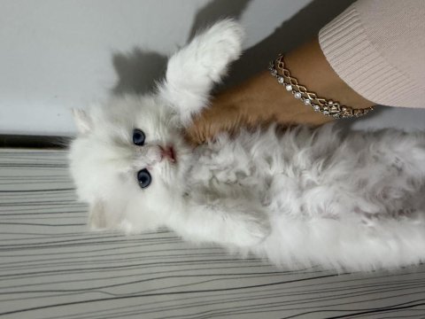 British longhair prenses hazır
