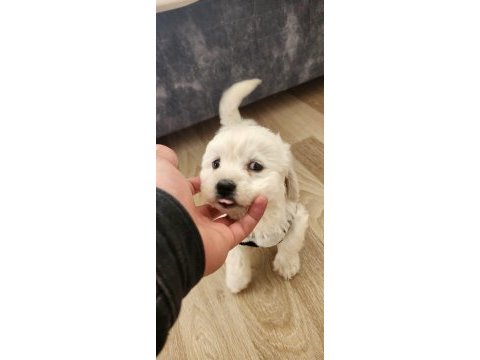 Teslime hazır maltipoo yavru