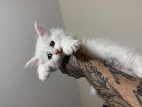 Saf kan odd eyes blue eyes beyaz aslan maine coon yavruları