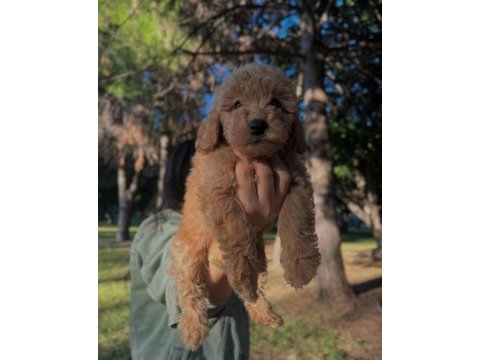 Fcı / kıf secereli şampiyon anne ve babadan poodle yavrular