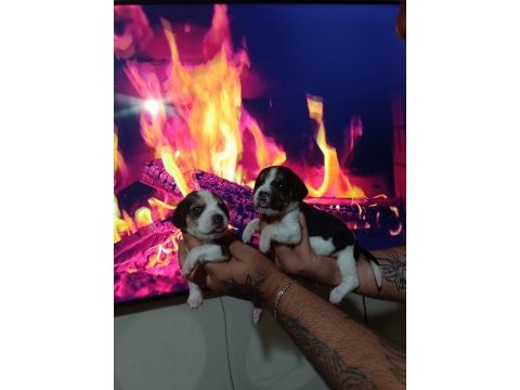 Beagle yavrularımız ırk garantilidir