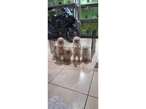 Pomeranian boo 5 adet