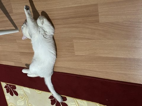 Silver erkek ve dişi kedimiz