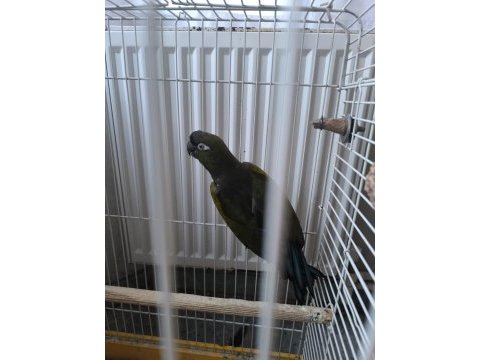Petagonya konur papağanı evcil degildir