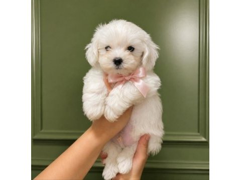 Terrier maltese 0 numara