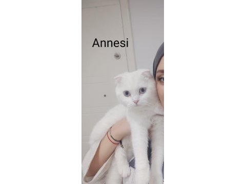 Pamuk scottish fold bebek