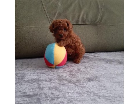 Toy poodle erkek dişi ev ortamında
