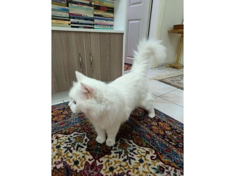 British longhair 1.5 yaş dişi