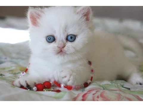 Pamuk gibi silver british shorthair